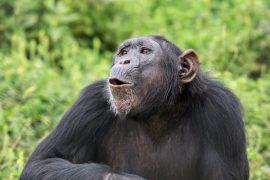 2025/12/Chimpanzee-call.jpg