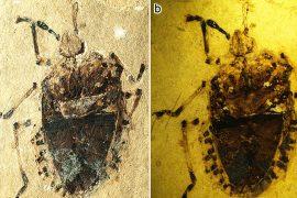 2025/12/tibet-fossil-insect-evolution-water.jpg