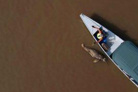 2025/12/amazon-dolphins-dead-hot-lake.jpg