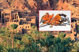 2025/12/red-spider-discovered-in-morocco.jpg