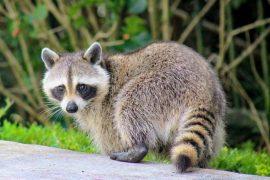 2025/12/Raccoon-road.jpg