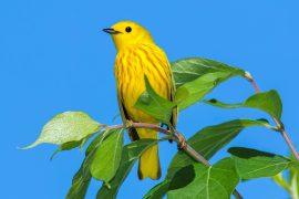 2025/12/Warblers-colors.jpg