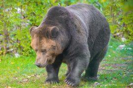 2025/12/Apennine-bears.jpg