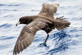 2025/12/Forever-chemicals-seabirds.jpg