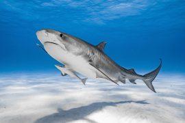 2025/12/Tiger-sharks2.jpg