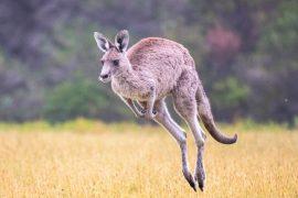 2025/12/Kangaroo-hop.jpg