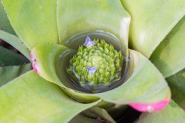 2025/12/Bromeliads.jpg