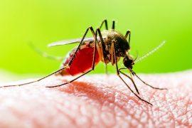 2025/12/mosquito-blood_dna-ecosystems_biting_1m.jpg