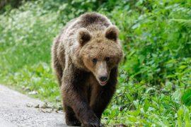 2025/12/Apennine-bear.jpg