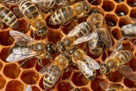 Big,Drone,Bees,(male,Honey,Bee),And,Bee,Workers