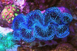 2025/12/Giant-clams2.jpg
