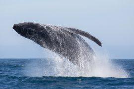 2025/12/Humpbacks-whaling.jpg