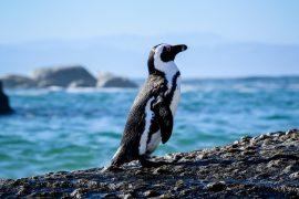 Penguin standing on a rock