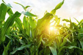 Sunlight shining through green corn leaves in summer field