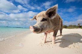 2026/01/Pigs-island.jpg