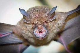 2026/01/Bat-virus.jpg