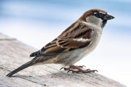 2026/01/House-sparrow.jpg