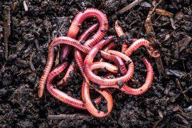 2026/01/earthworm-antibiotic-resistance.jpg