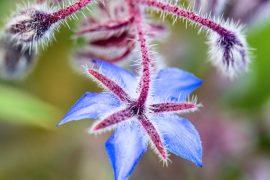 2026/01/Borage-extract.jpg