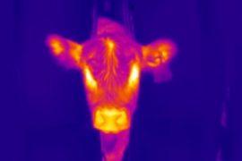 2026/01/AI-cattle-temperature.jpg