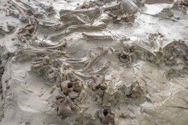 2026/01/dog-buried-5000-years-sweden-bog.jpg