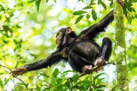 Wildlife,Kibale,Chimp,Chimpanzee,Portrait,Close,Up,From,Uganda,In