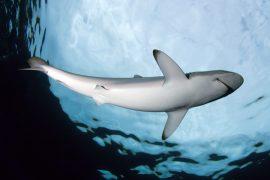 2026/01/Silky-sharks.jpg