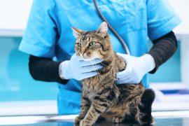 Veterinary is checking cat at vet clinic
