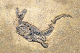 Tyrannosaurus,Rex,Fossil,,Selective,Focus.,T.rex,Was,One,Of,The