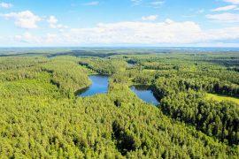 Aerial summer view of scary face in the forest and lakes, Lithuania