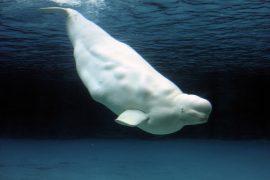 2026/01/Beluga-whales.jpg
