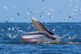 2026/01/Whales-ocean-warming.jpg