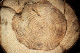 The,Annual,Growth,Rings,Of,A,Fresh,Cut,Pine,Tree