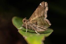 2026/01/Moth-artificial-light.jpg