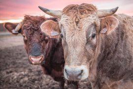 2026/01/Heat-cattle.jpg