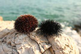 2026/01/Sea-urchin-mortality.jpg