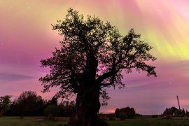 2026/01/Solar-storm-trees.jpg