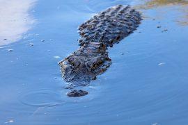 2026/02/Seychelles-crocodiles.jpg