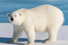 2026/02/Polar-bear-body.jpg