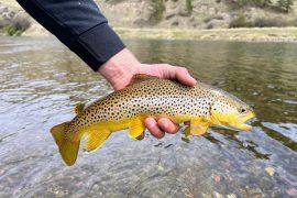 2026/02/Dams-trout-disease-.jpg
