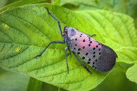 2026/02/Spotted-lanternflies.jpg