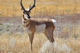 2026/02/Pronghorn-speed-.jpg