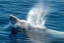 2026/02/Beaked-whale-sounds.jpg