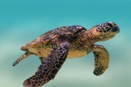 2026/02/Kemps-ridley-sea-turtle.jpg