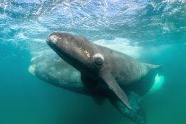 2026/02/Southern-right-whale.jpg