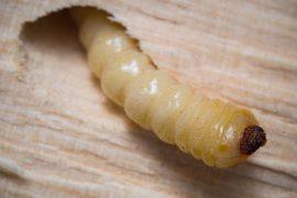 2026/02/wax-moth-larvae.jpg