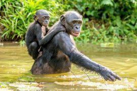 2026/02/World-Bonobo-Day-.jpg