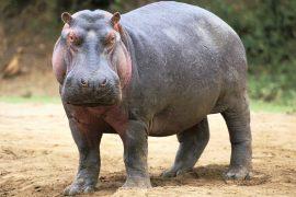 2026/02/World-Hippo-Day-.jpg