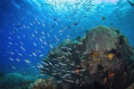 2026/02/coral-reef-food-chain-1.jpg