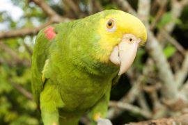 2026/02/parrots-language.jpg